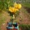 Phật thủ Bonsai, hướng đi mới đem lại thu nhập cao Phật thủ Bonsai, hướng đi mới đem lại thu nhập cao