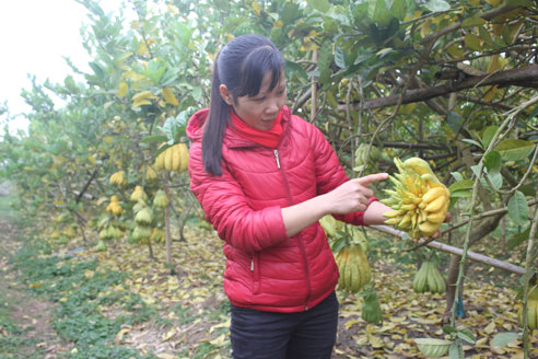 Vườn cây phật thủ trị giá hơn 400 triệu đồng của chị Nguyễn Thị Bích Thủy